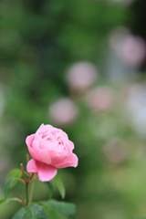 春バラ１