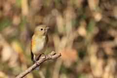 ルリビタキ（♀タイプ）