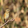 ルリビタキ（♀タイプ）