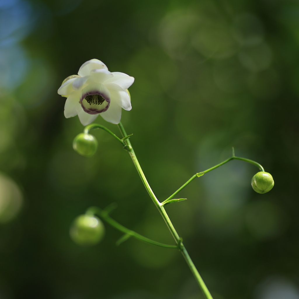 蓮華升麻