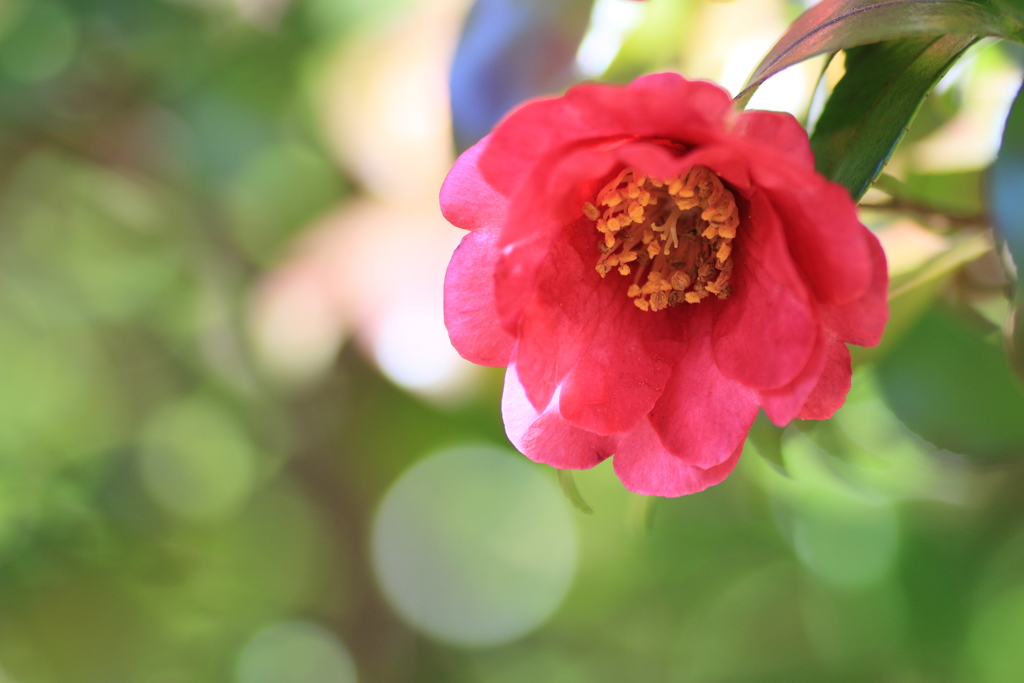 山茶花