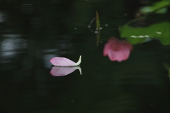 蓮舟