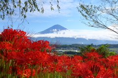 彼岸花と富士山