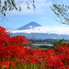 彼岸花と富士山