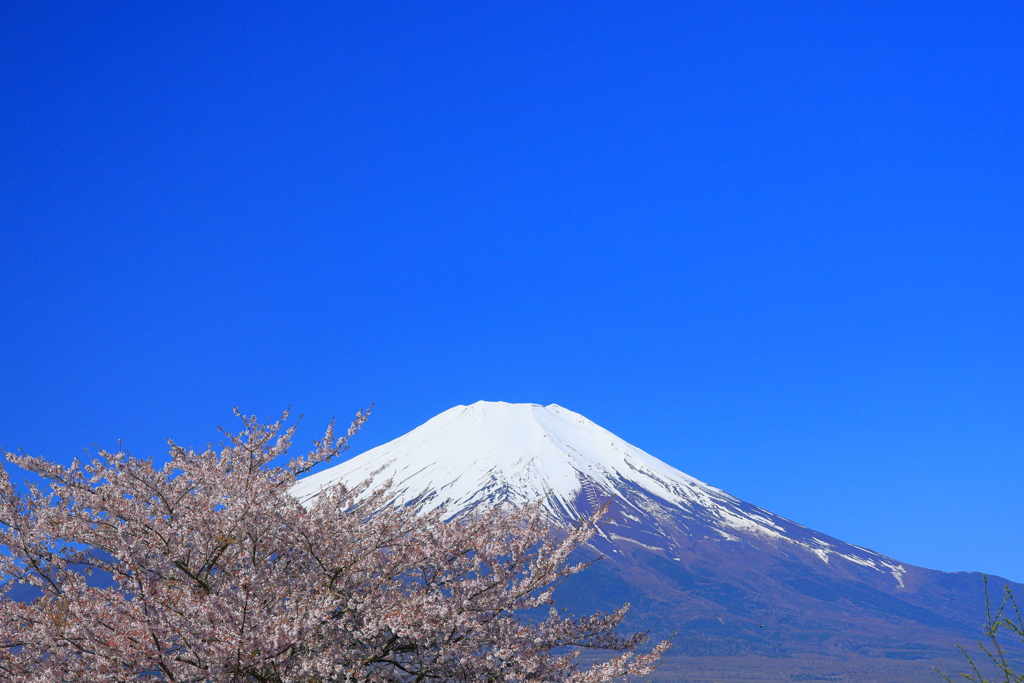 富士春景