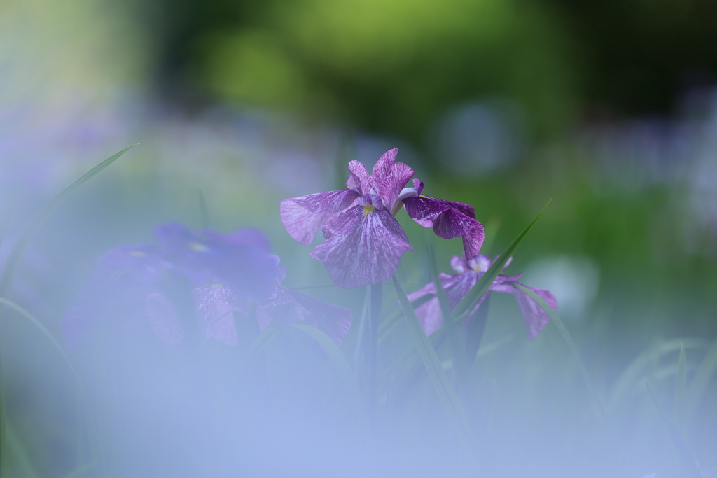 菖蒲　２
