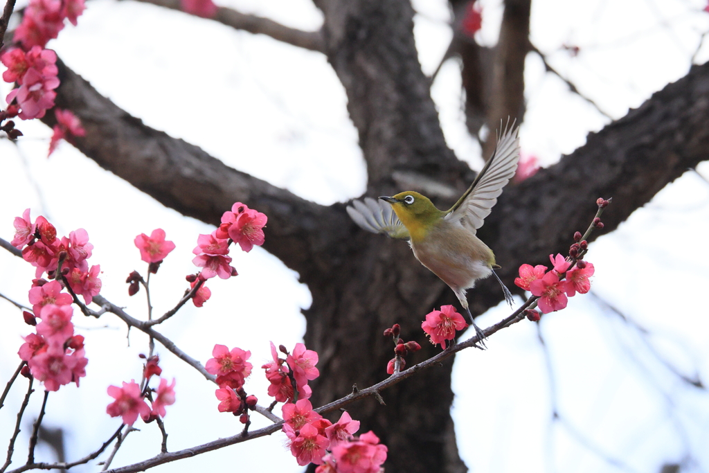 飛びます！