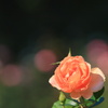 秋薔薇‐2