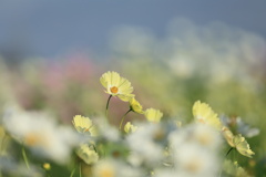 秋桜-4
