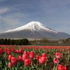 富士山春景色