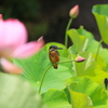 蓮池のカワ君