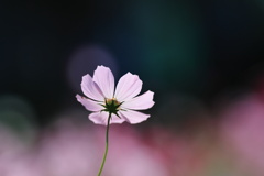 秋桜₋３