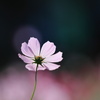 秋桜₋３
