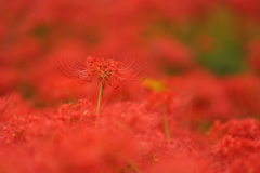 紅色の世界