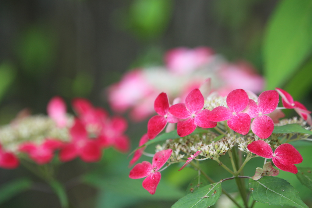 山紫陽花