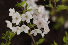 桜花