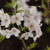 桜花