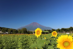 富士山とひまわり