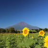 富士山とひまわり