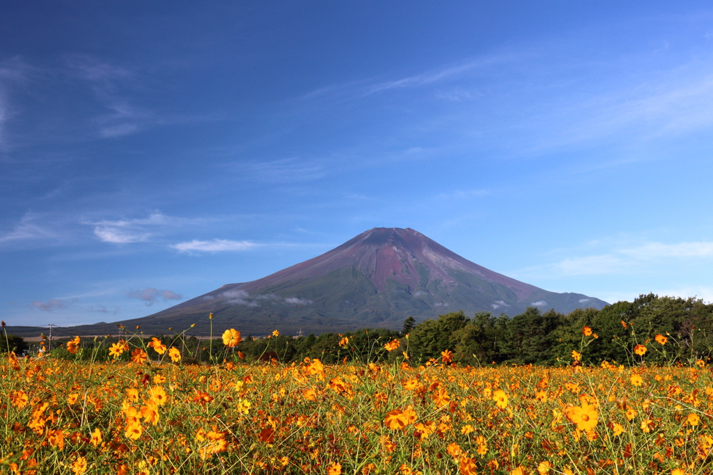 キバナコスモスと富士山