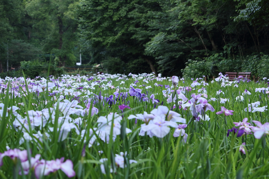 菖蒲園