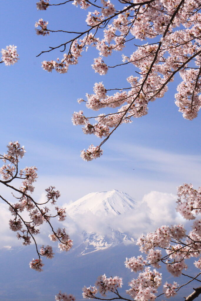 富士山と桜