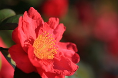 山茶花