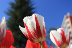 青空に向かって咲くチューリップ　紅白