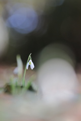 スノードロップ