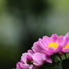 芍薬