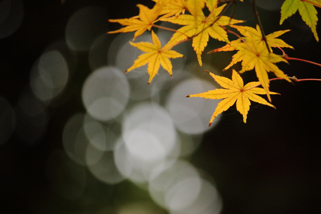 黄色いモミジ