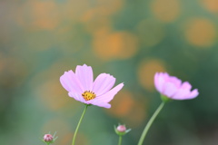 秋桜‐２