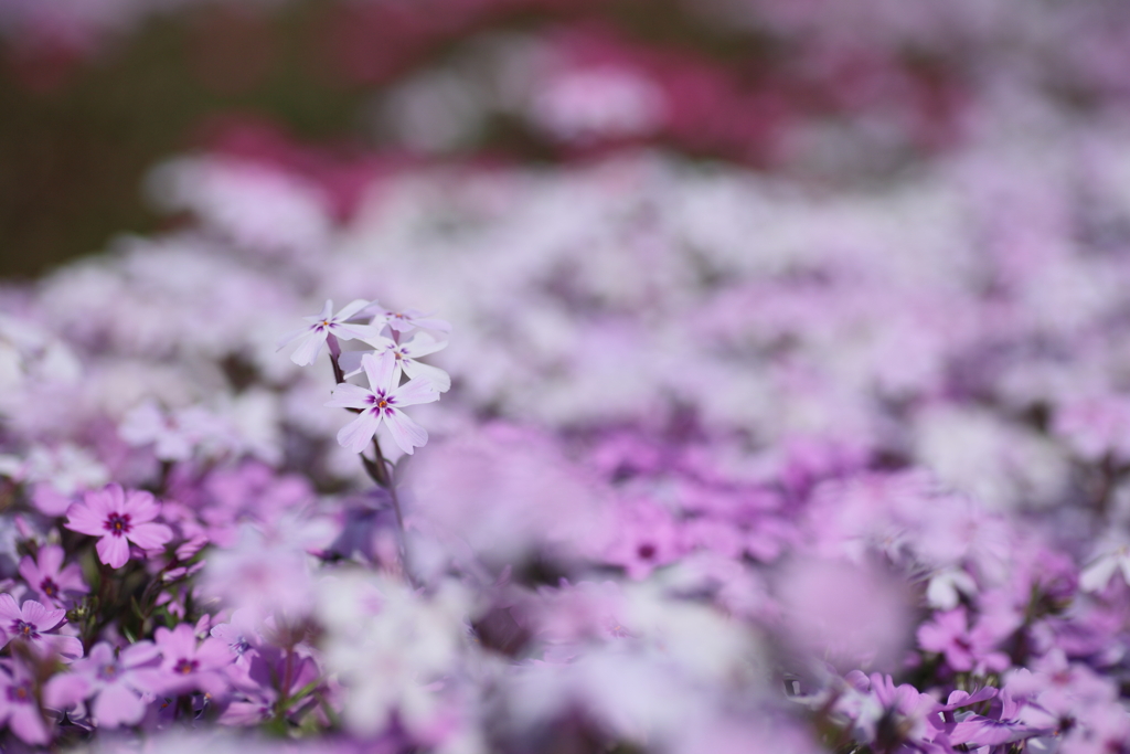 芝桜