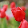 チューリップ-2