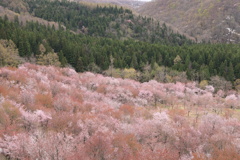 桜峠