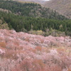 桜峠