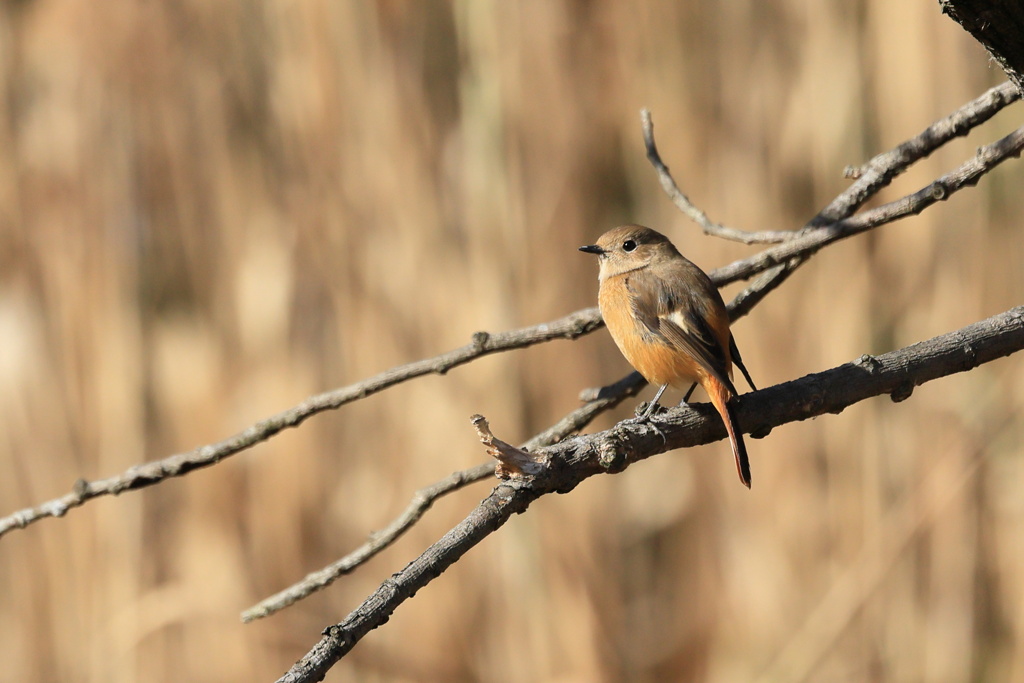 お目目クリクリ可愛い娘