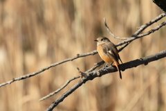 お目目クリクリ可愛い娘