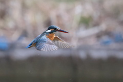カワ子さんのホバリング