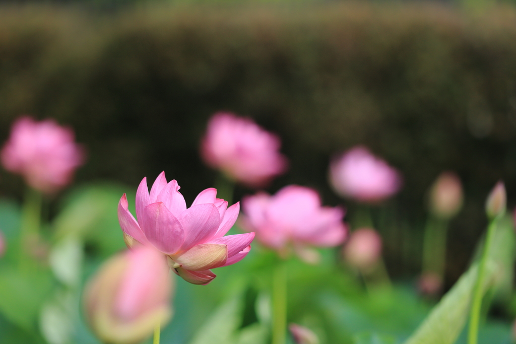 蓮花₋２