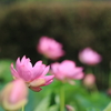 蓮花₋２