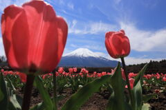 チューリップと富士山