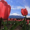 チューリップと富士山