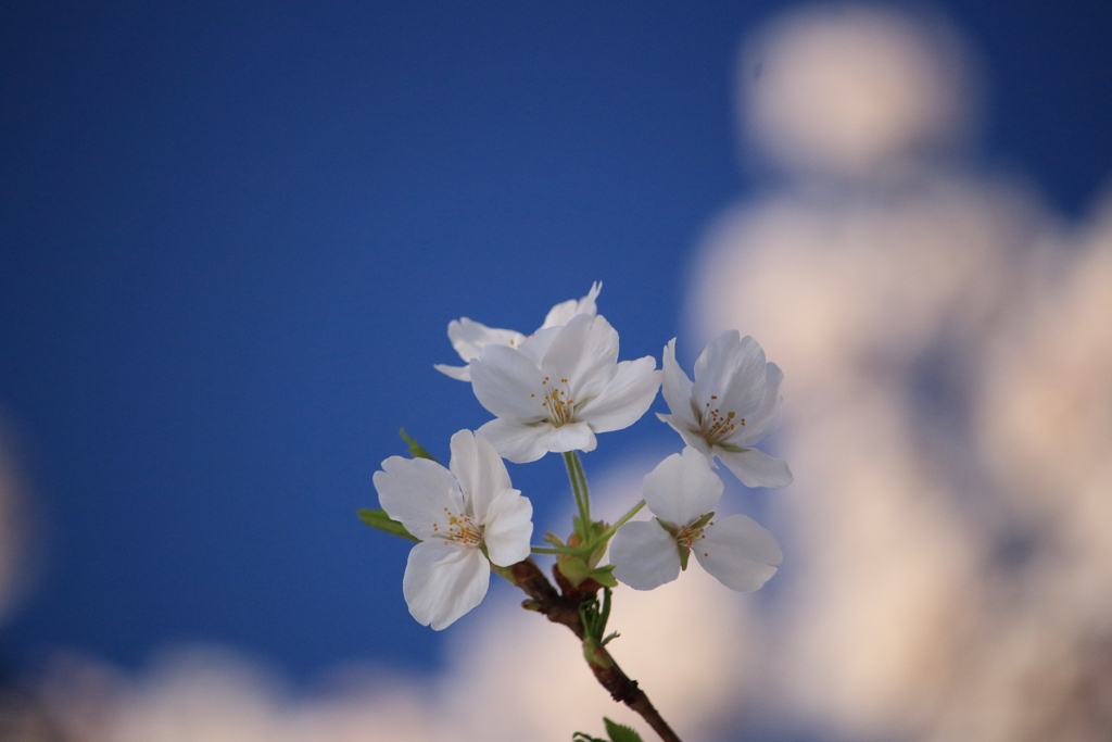 桜-2