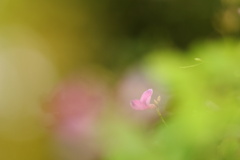 小さい秋見つけた