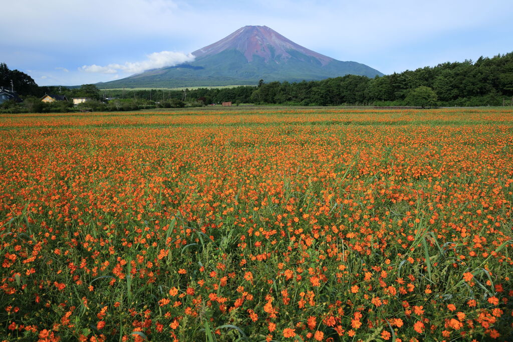 キバナコスモスと富士山