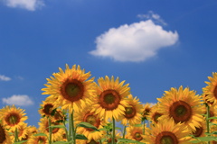 夏空に向かって