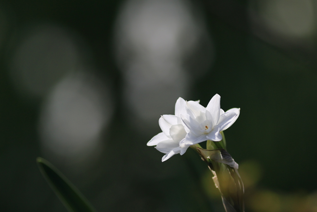 白花水仙