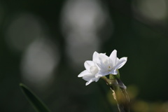 白花水仙