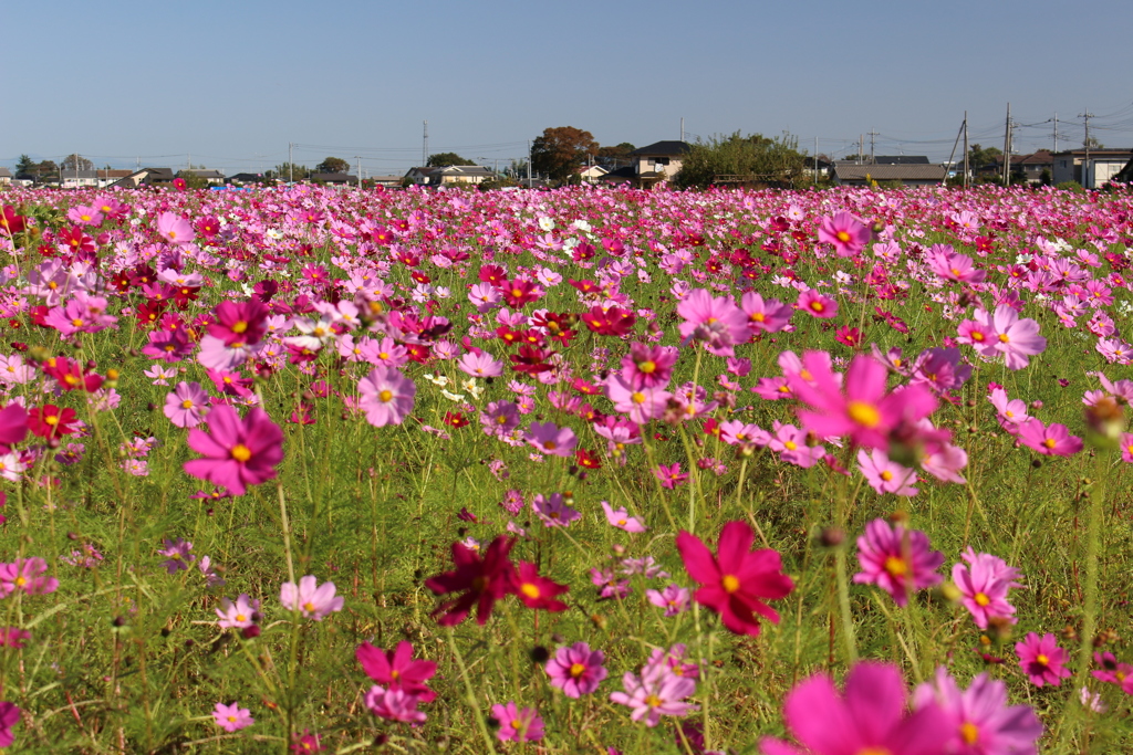 お花畑